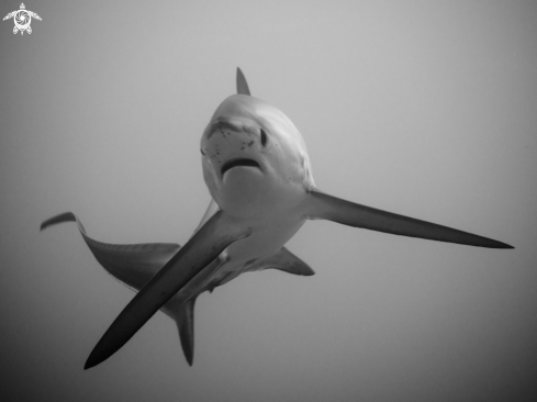 A Thresher Shark