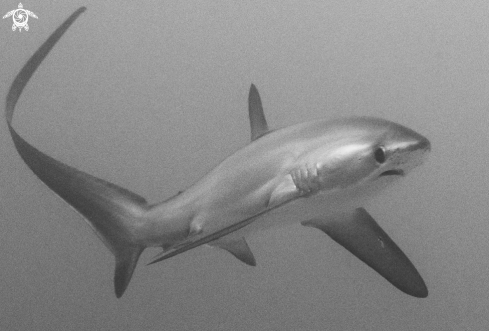 A Thresher Shark