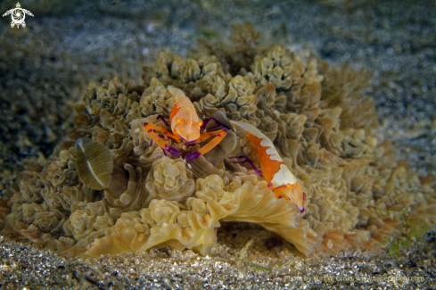 A Dendrodoris-tuberculosa with Periclimenes Imperator | Nudi as bus