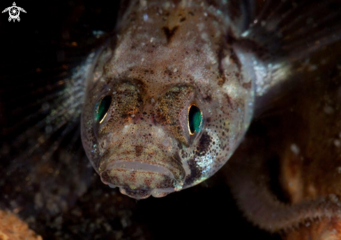 A Pomatoschistus microps | Common Goby