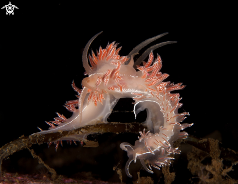 A flabellina lineata