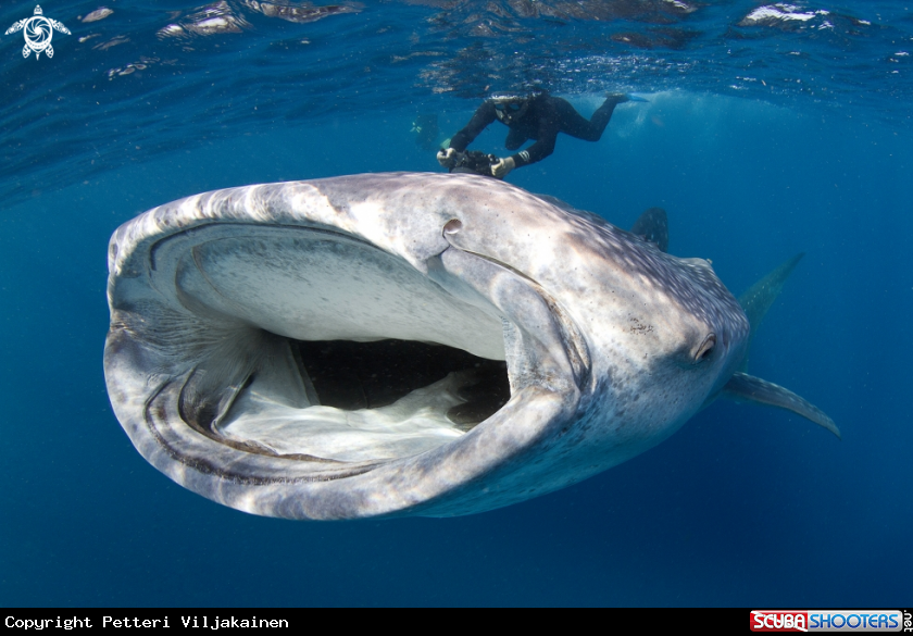 A Whake shark