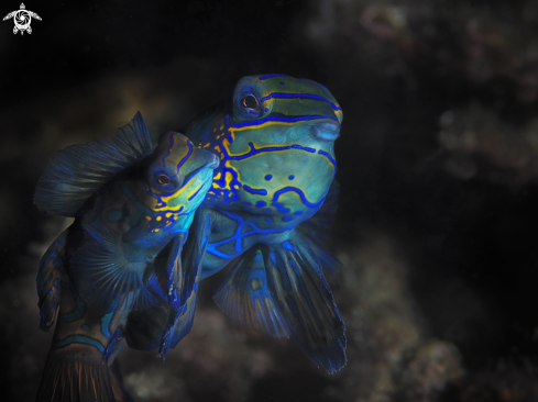 A mandarin fish