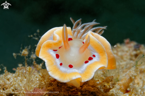 A Glossodoris cruenta | Glossodoris