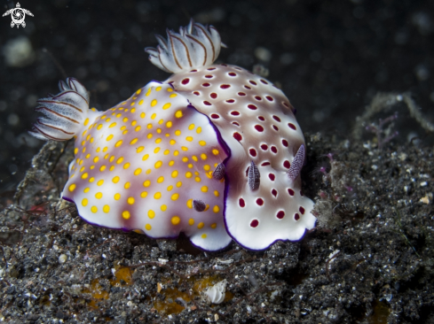 A Hypselodoris tryoni | Nudibranch