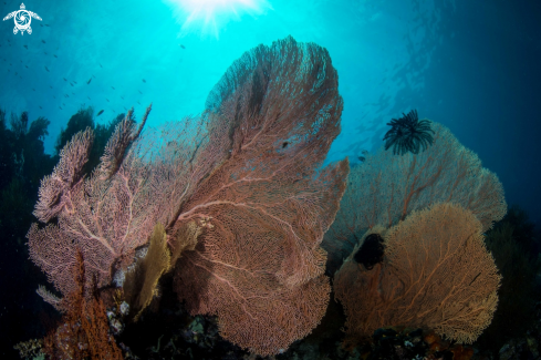 A Gorgonian