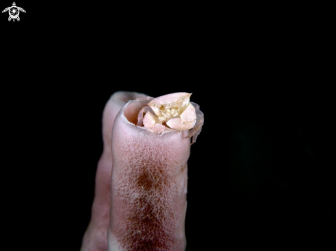 A Pink tube sponge crab