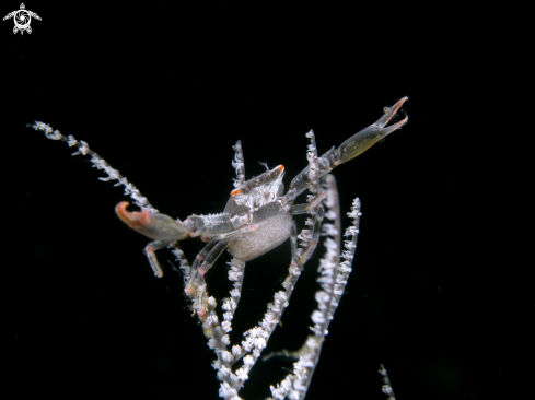 A Black Coral Crab