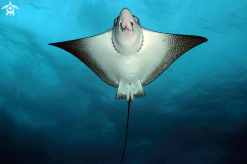 A Aetobatus narinari | Eagle Ray