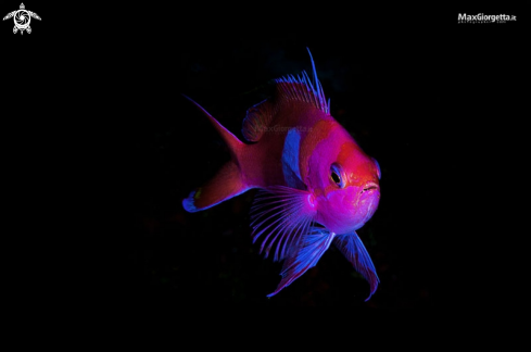 A Pseudanthias pleurotaenia  | squarespot anthias - male