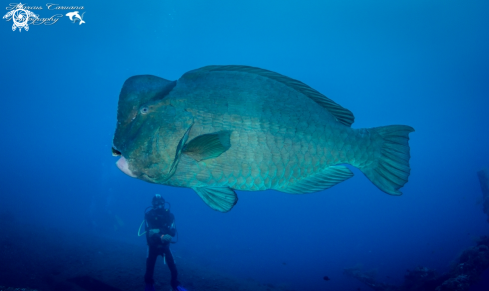 A Bumphead Wrasse