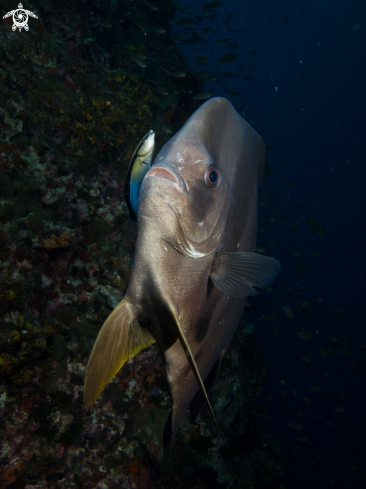 A Platax teira | Longfin Batfish