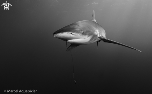 A Carcharhinus longimanus | Oceanic White Tip Shark