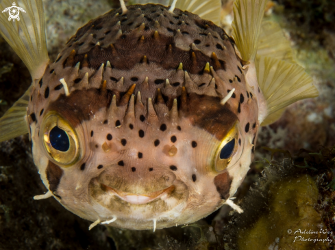 A Porcupine puffer