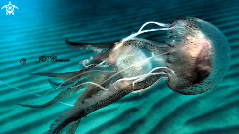 A Pelagia noctiluca | méduse pélagique