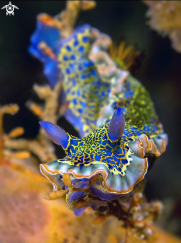 A Nudibranch