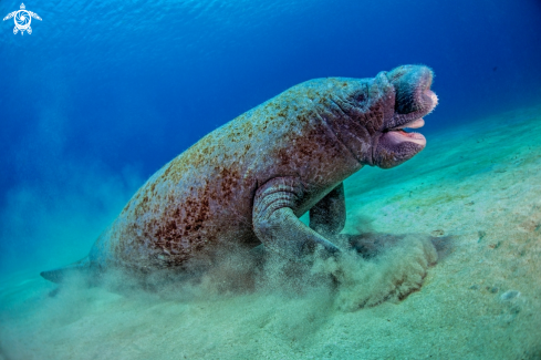 A Trichechus manatus Linnaeus | West Indian Manatee 