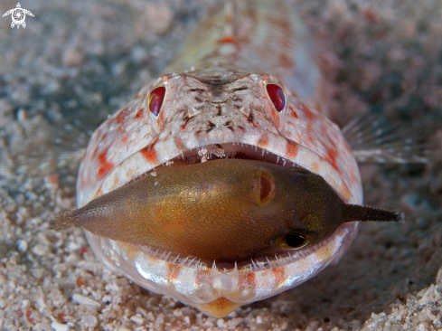 A Lizardfish eats small reef-fish