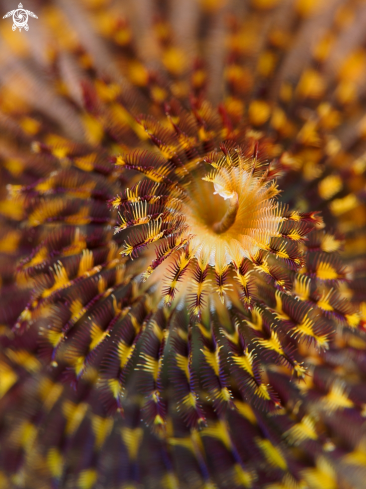 A Christmastree tubeworm