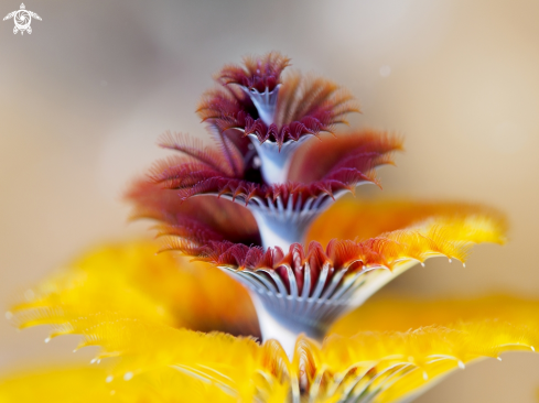 A Christmastree tubeworm