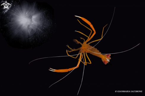 A Stenophus Spinosus | Night shrimp