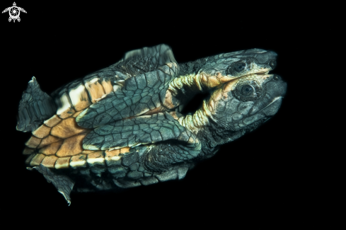 A turtle