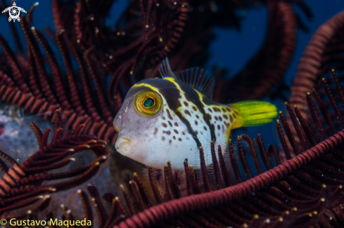 A Canthigaster valentini | Tamboril Valentini