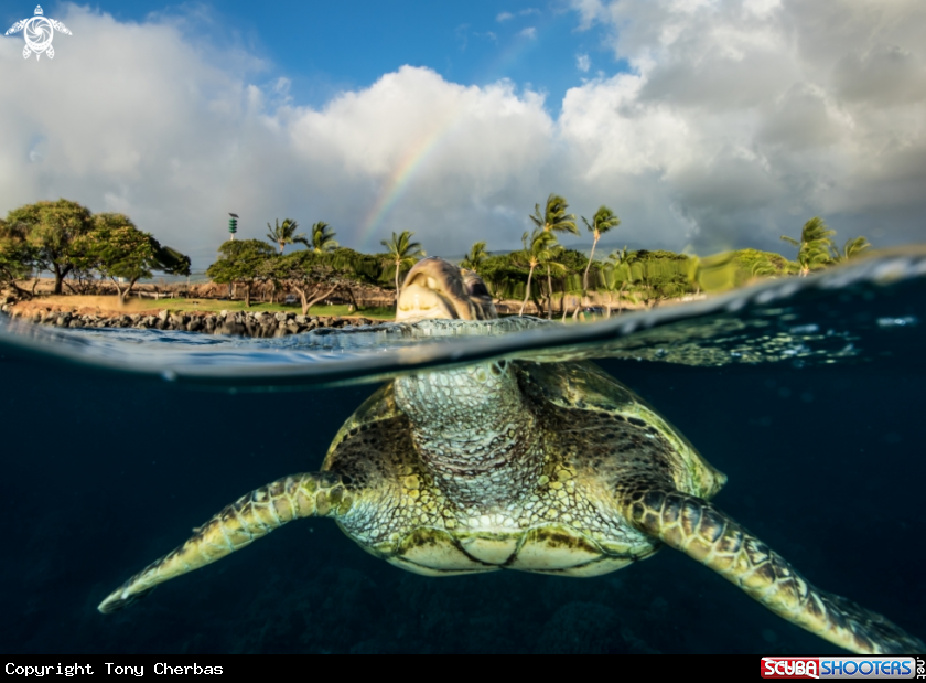 A Green Sea Turtle 