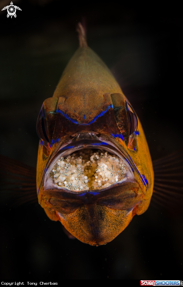 A Cardinal Fish with Mouth Brood