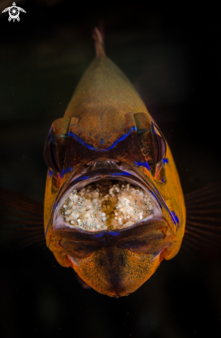 A Cardinal Fish with Mouth Brood