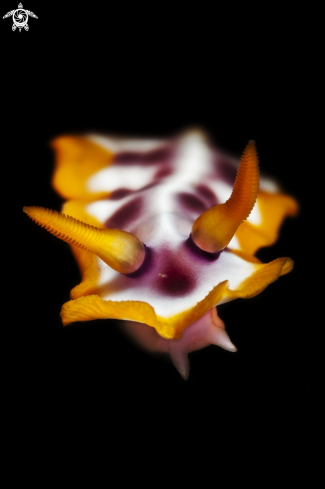 A Chromodoris sp.