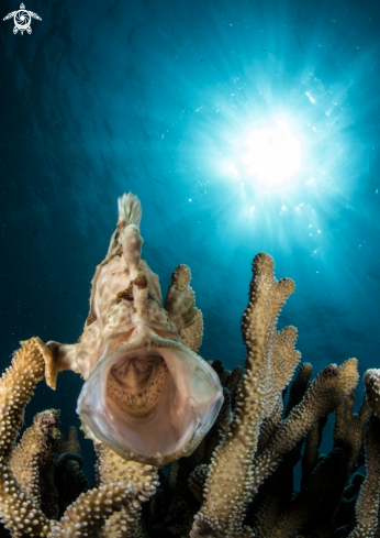 A Frogfish