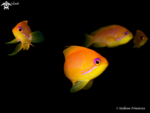 A Pseudoanthias squamipinnis | Orange Basslet