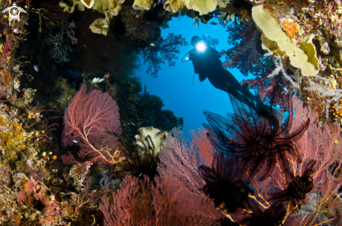 A Kim Bay Reefscape 