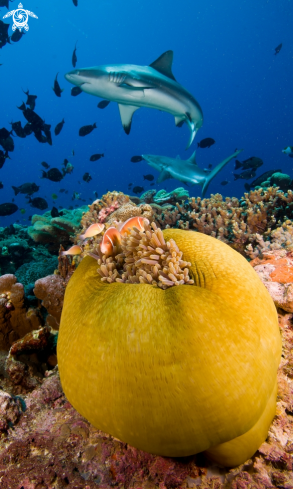 A Kimbe Bay Reefscape 