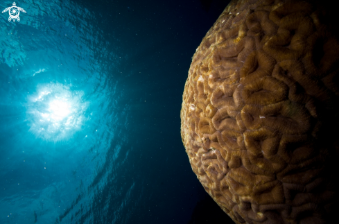 A Brain Coral and Sunball