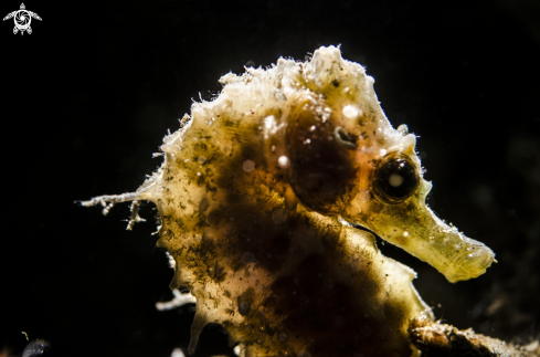 A HIPPOCAMPUS HIPPOCAMPUS | SEA HORSE