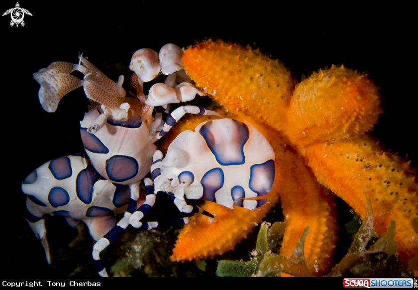 A Harlequin Shrimp and Juvenile Sea Star