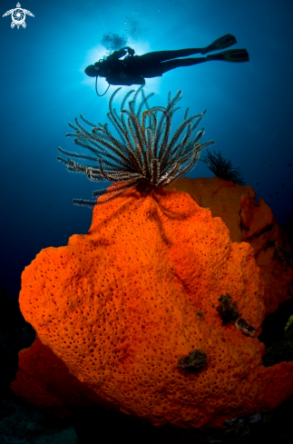 A Orange Sponge with Crinoid 