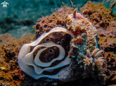 A Nudibranch