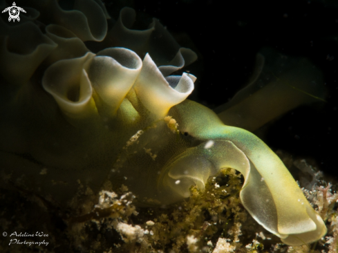 A Elysia crispata | Lettuce sea slug