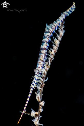 A Tozeuma armatum | Sawblade Shrimp