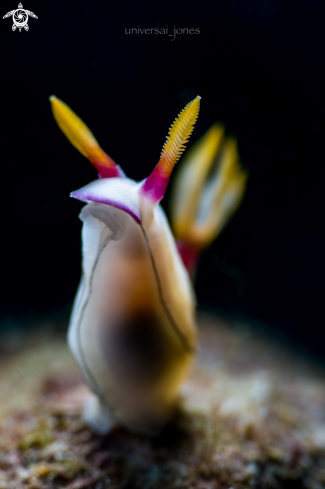 A Hypselodoris bullockii | Hypselodoris bullockii