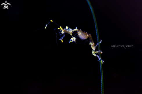 A Caprella sp | Skeleton Shrimp