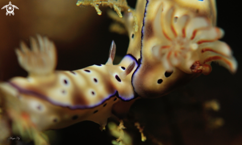 A Nudibranchs 