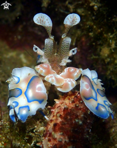 A harlequin shrimp