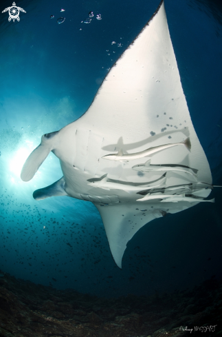 A Manta