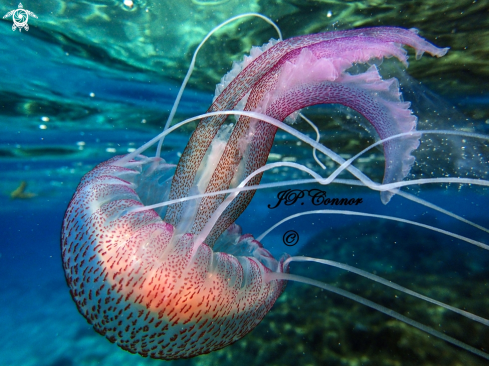 A Pelagia noctiluca | méduse pélagique