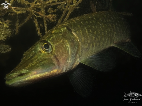 A Esox lucius | Štuka / Pike