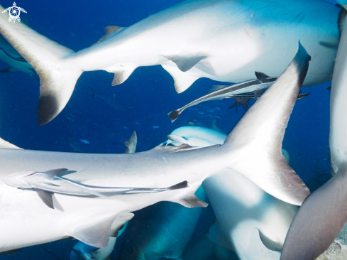 A grey reefsharks - feeding frenzy